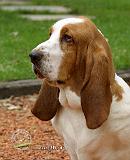 Basset Hound 9J055D-15